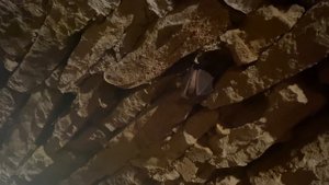 как спят летучие мыши