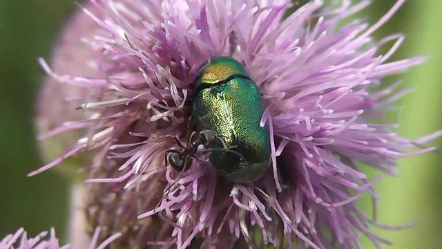 БИОСФЕРА: 128. Скрытоглав Шелковистый (Cryptocephalus sericeus)