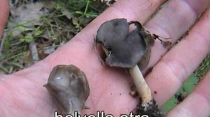 helvella atra