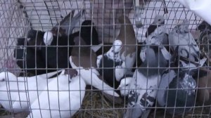 Ярмарка голубей Рязань 18 февраля 2024 . фильм2