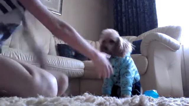 TAG:Мой пушистый друг//Всё о моей собаке!♡♡ смотреть онлайн