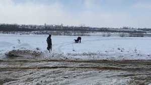 Занятия по охране. Немецкая овчарка 5 месяцев