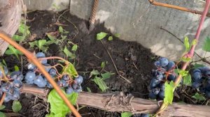 Сорт винограда Зилга-урожайный, вкусный, зимостойкий, устойчив к заболеваниям.