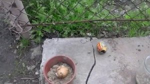 Разведение опарыша в домашних условиях