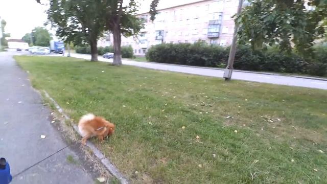 Какой стала Бэтти – сестренка Бэллы. Померанский шпиц Рыжулька любит гулек. Шпиц Николь играет