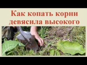 Как копать корни девясила высокого