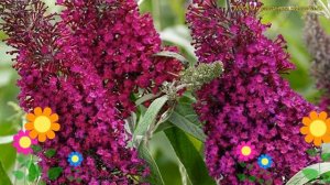Буддлея давида шуга плам. Краткий обзор, описание характеристик buddleja davidii Sugar Plum