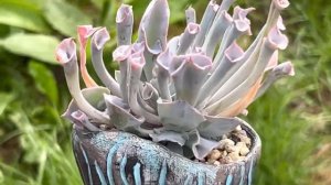 Echeveria cv Pinky Trumpet