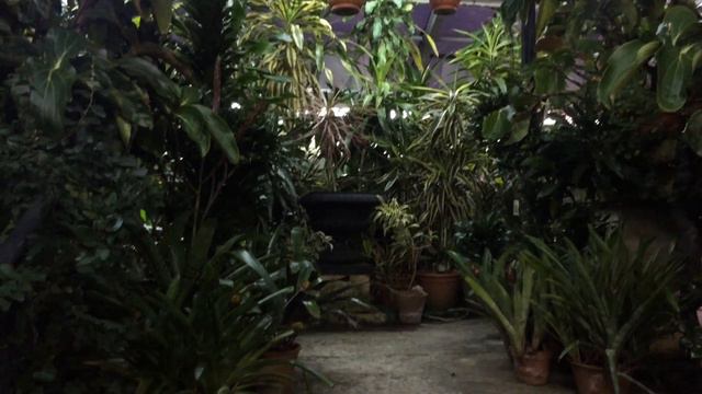 LIFE IN RUSSIA & MORE | Тропики в Петербурге. смотреть онлайн