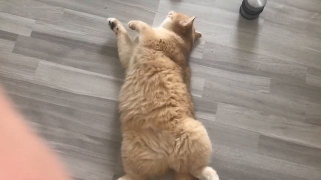 ?✨?ЗОЛОТЫЕ КОШКИ ,БРИТАНСКИЕ ШИНШИЛЛЫ.GOLDEN KITTENS .????