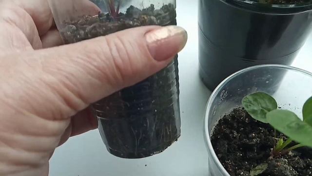 САЛАТИК для себя ? РАССАДА цветов почувствовала весну,солнце,тепло смотреть онлайн