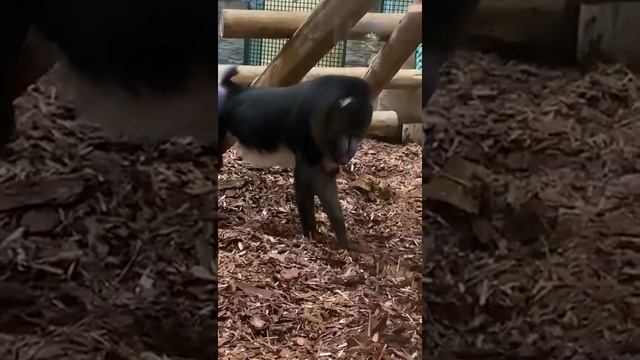 Мандрил. Зоопарк в Калининграде. Monkey Mandrill.zoo in Kaliningrad.山钻头.