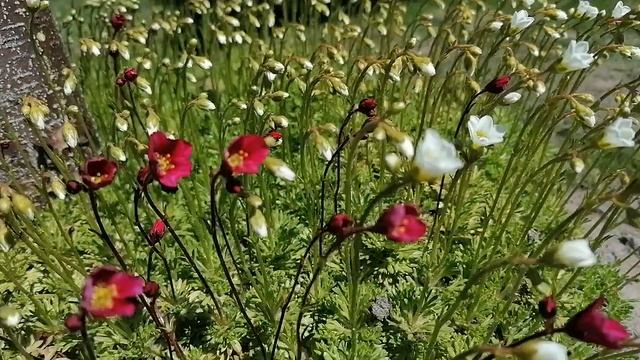 + Камнеломка Арендса (Saxifraga arendsii). Видеопортрет растения. май 2022 .mp4