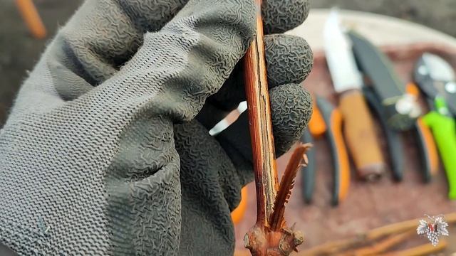 Гибель лозы во время хранения! Причины и Последствия