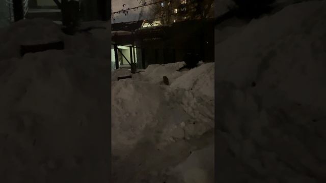 Манул Тимофей крадётся в ночи — Москва 24
