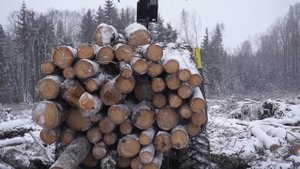 Красивая заготовка леса