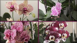 ОРХИДЕИ! Чем дальше, тем БОЛЬШЕ КРАСОТЫ!