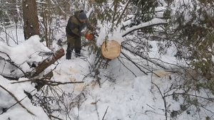 За валежником на самодельном гусеничном тракторе для сруба бани(день 3)