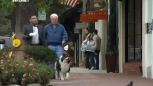 Какую собаку выбрать, ч 4 Собака для молодых и для пожилых