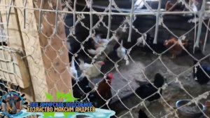 Как повысить удои молока у Коз. Отличная мышеловка??