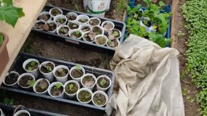 ГОРОШЕК. Выращиваем через рассаду