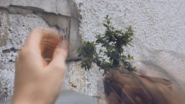 Cotoneaster Bonsai, 1 смотреть онлайн