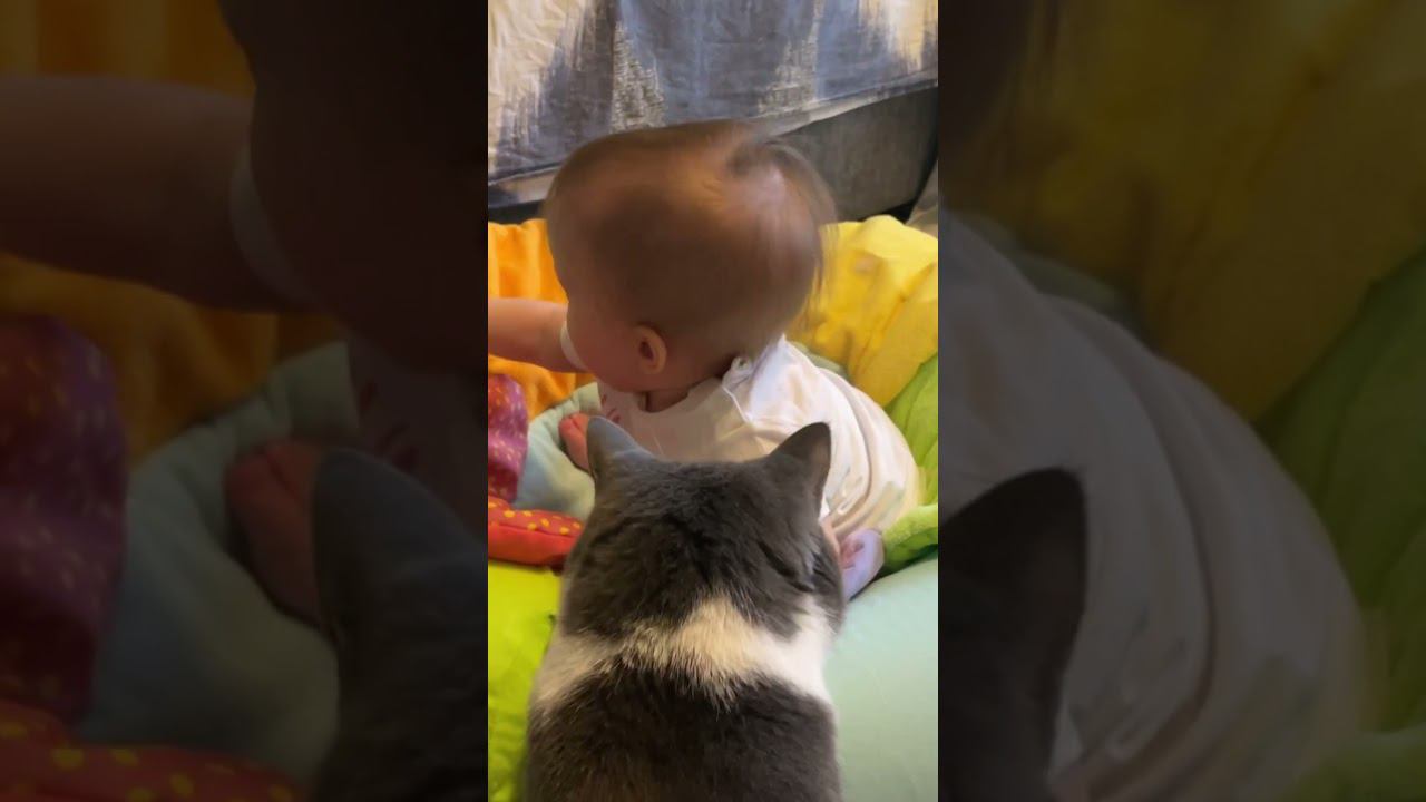Котик -это не только мягкий мех, но и лучший друг #asasha #catlover #cute #kotmyshka #друзьянавсегда