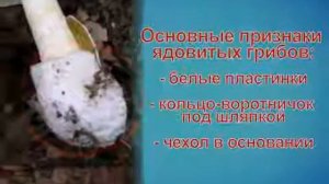Отравление грибами. Профилактика.