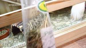 СКОЛЬКО СТОИТ СОДЕРЖАНИЕ МОРСКОЙ СВИНКИ В МЕСЯЦ / SvinkiShow