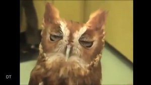 Прикольные, танцующие совы, забавные совята 2 - клёвая подборка!!!!