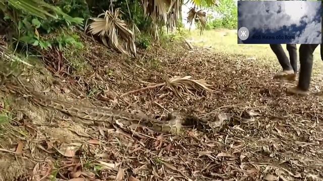 Питон напал на домашнюю собаку, Хозяева оказались рядом смотреть онлайн