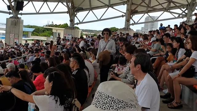 Дельфины готовят шоу смотреть онлайн