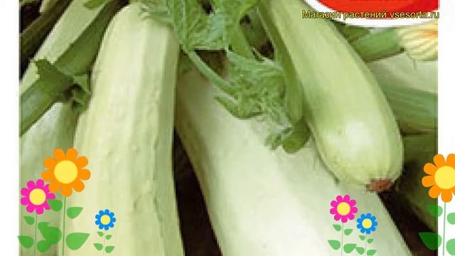 Кабачок Белоплодные. Краткий обзор, описание характеристик, где купить семена cucurbita pepo смотреть онлайн