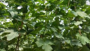 Виноград БАРОН