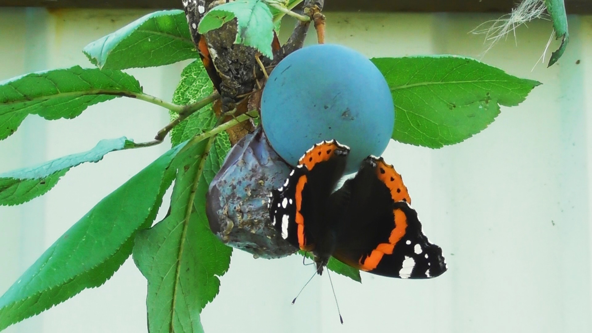 Бабочка. Адмирал ( Vanessa atalanta )