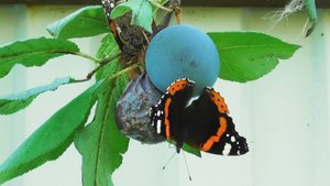 Бабочка. Адмирал ( Vanessa atalanta )
