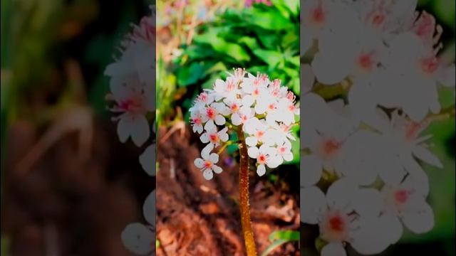 Дармера Пельтифиллум щитовидный Darmera Peltiphyllum peltatum