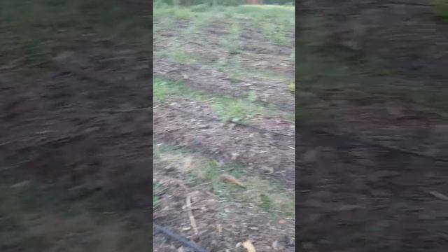 Мульчирование голубики. Сравниваем салому и щепу смотреть онлайн