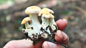 Почему я всегда беру этот гриб. В разу лучше лисичек. Гриб ежовик съедобный.