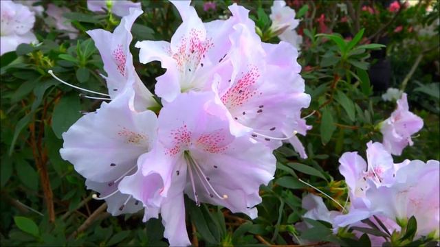 рододендрон смотреть онлайн