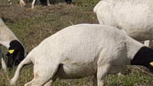 дорпер черноголовый овцематки ярки бараны продам.