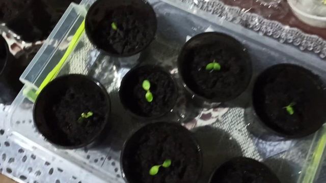 Выращивание Павловния из семян