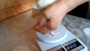 продолжение мои перепела 42 дня вес