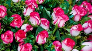 Цветы для любимой женщины.