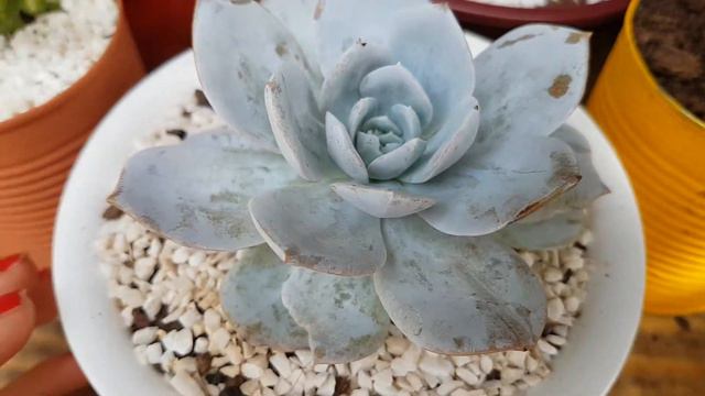 Echeveria Caly Argentea #linda_suculenta 💚 смотреть онлайн