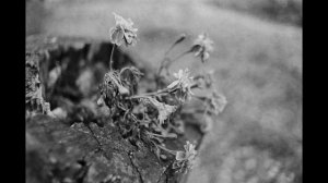 Аудиоподкаст о фотографии и фотоискусстве.