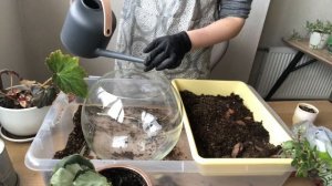 Тропический флорариум в вазе. Состав  композиции: калатея, колеус, бегония, фитония.