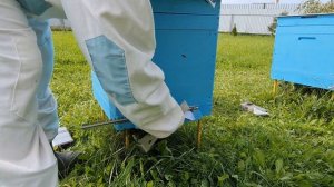 КЛЕЩ ВАРРОА СЫПЕТСЯ. РЕЗУЛЬТАТ ОСЕННЕЙ ОБРАБОТКИ БИПИНОМ МЕТОДОМ ПРОЛИВА. СИЛЬНАЯ ЗАКЛЕЩЕВАННОСТЬ.