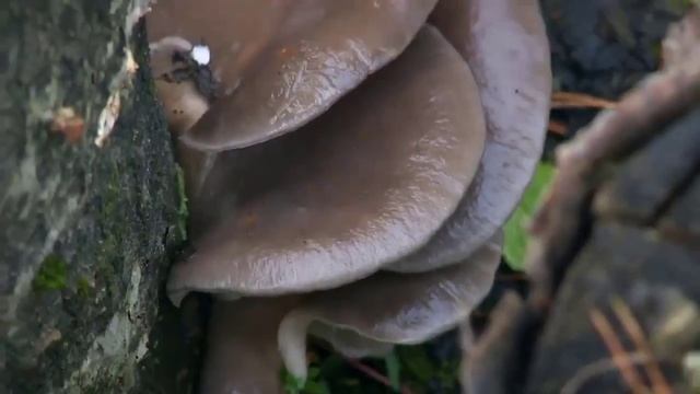 Вешенка — выращиваем грибы дома и на даче, используем бесполезное пространство. Ферма Чистяковых смотреть онлайн