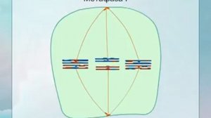 Биология ЕГЭ уроки. Мейоз клетки. Что такое мейоз? Profi-Teacher.ru